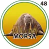 Morsa